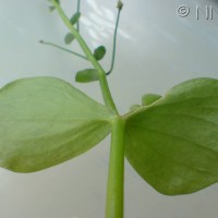 Pink Purslane